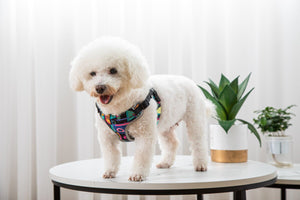 Unleash Adventure with Our Pet Vest Style Walking Harness Leash