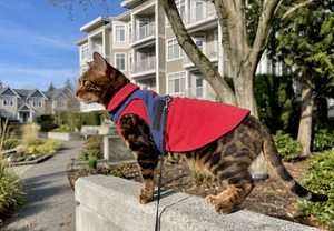 Stylish and Comfortable Pet Clothes