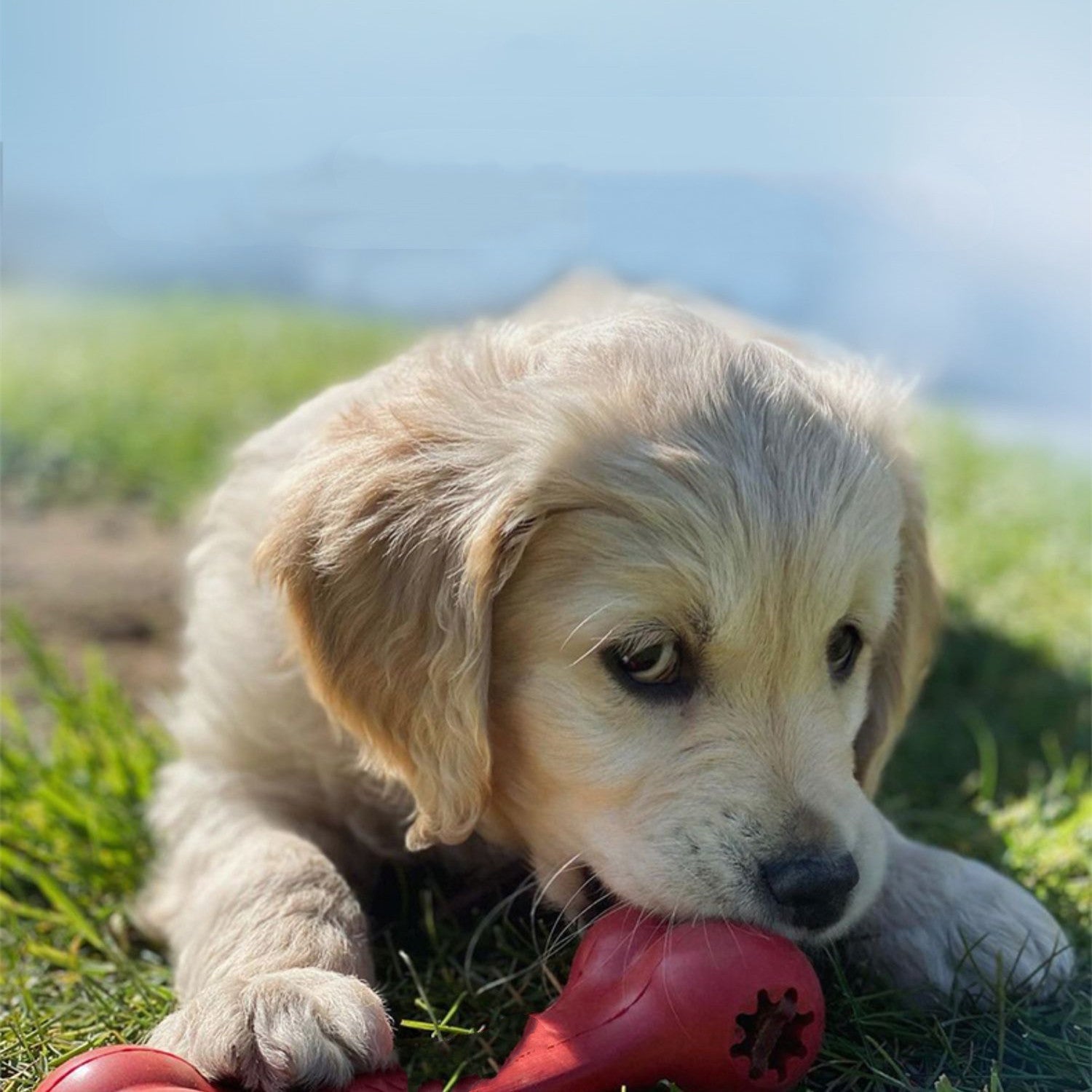 Why Every Dog Needs a Durable Rubber Pet Chew Toy