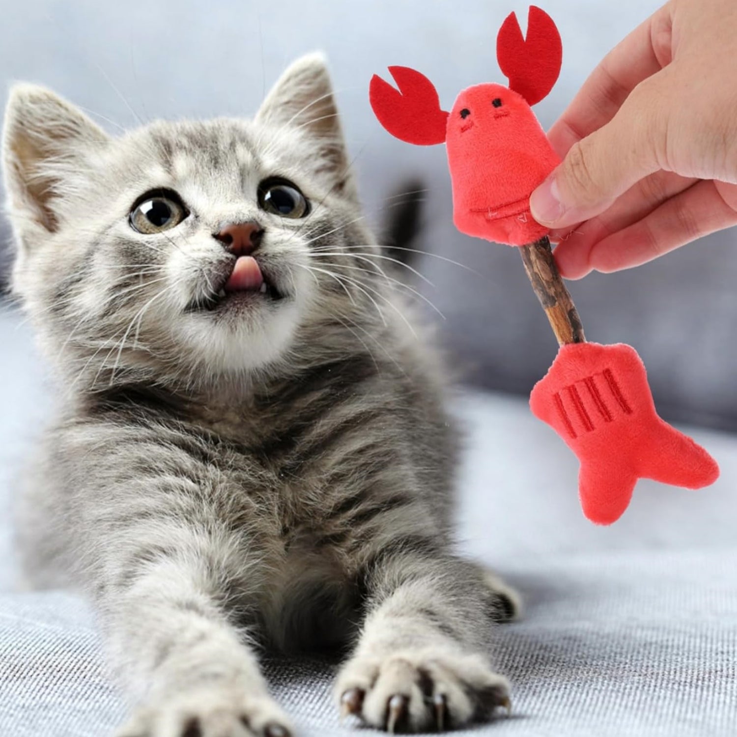 Why Your Cat Deserves the Silvervine Chew Stick