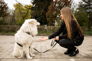 Safe and Durable Pet Leashes